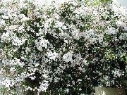 bílá Květina Jasmín (Jasminum) Pokojové rostliny fotografie