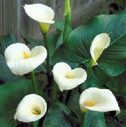 λευκό λουλούδι Arum Κρίνος (Zantedeschia) φυτά εσωτερικού χώρου φωτογραφία