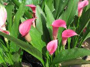 ვარდისფერი ყვავილების Arum ლილი (Zantedeschia) სახლი მცენარეთა ფოტო
