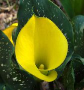 жълт Цвете Arum Лилия (Zantedeschia) Стайни растения снимка