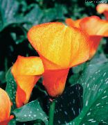 oranžový Kvetina Arum Ľalia (Zantedeschia) Izbové Rastliny fotografie
