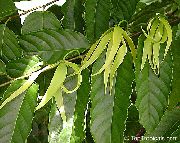 sárga Virág Ylang Ylang, Parfüm Fa, Chanel # 5 Fa, Ilang-Ilang, Maramar (Cananga odorata) Szobanövények fénykép