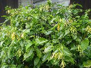 gelb Blume Ylang Ylang, Parfüm Baum, Chanel # 5 Baum, Ilang-Ilang, Maramar (Cananga odorata) Zimmerpflanzen foto