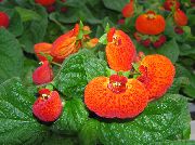 orange Schuh-Blumen (Calceolaria) Zimmerpflanzen foto