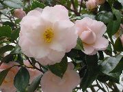 белы Кветка Камелія (Camellia) Пакаёвыя расліны фота