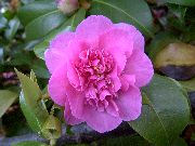 ροζ λουλούδι Καμέλια (Camellia) φυτά εσωτερικού χώρου φωτογραφία