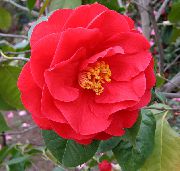 raudonas žiedas Kamėlija (Camellia) Kambariniai augalai nuotrauka