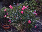 ვარდისფერი ყვავილების კამელია (Camellia) სახლი მცენარეთა ფოტო