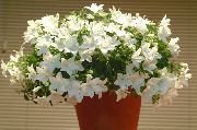 bijela Cvijet Campanula, Zvončić  Biljka u Saksiji foto