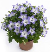 lichtblauw Bloem Campanula, Klokje  Kamerplanten foto