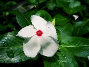 weiß Blume Madagaskar Immergrün, Vinca- (Catharanthus) Zimmerpflanzen foto