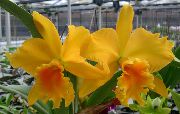 жълт Цвете Cattleya Орхидея  Стайни растения снимка