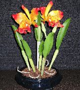 oranžový Květina Cattleya Orchidej  Pokojové rostliny fotografie