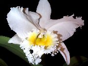 белы Кветка Каттлея (Cattleya) Пакаёвыя расліны фота