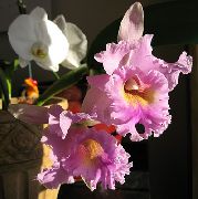 rožinis žiedas Cattleya Orchidėja  Kambariniai augalai nuotrauka