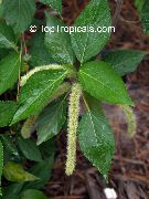 grønn Blomst Katten Hale, Chenille Anlegg, Red Hot Cattail, Revehale, Red Hot Poker (Acalypha hispida)  bilde