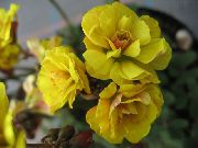 žuti Cvijet Oxalis  Biljka u Saksiji foto