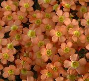 turuncu çiçek Oxalis  Ev bitkileri fotoğraf