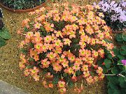оранжев Цвете Oxalis  Стайни растения снимка