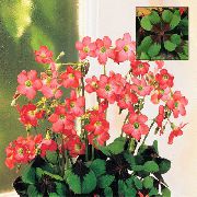 წითელი ყვავილების Oxalis  სახლი მცენარეთა ფოტო