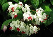 λευκό λουλούδι Clerodendron (Clerodendrum) φυτά εσωτερικού χώρου φωτογραφία
