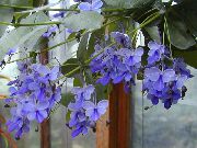 luz azul Flor Clerodendron (Clerodendrum) Plantas de Casa foto