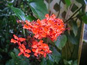 червен Цвете Clerodendron (Clerodendrum) Стайни растения снимка
