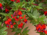 червен Цвете Цигара Растителна (Cuphea) Стайни растения снимка