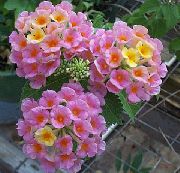 розов Цвете Лантана (Lantana) Стайни растения снимка