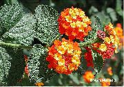oranžový Květina Lantana  Pokojové rostliny fotografie