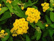 žltý Kvetina Lantana  Izbové Rastliny fotografie