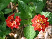 röd Blomma Lantana  Krukväxter foto
