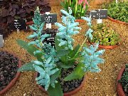 azul claro Flor Cape Prímula (Lachenalia) Plantas de interior foto