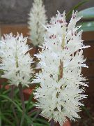 biela Kvetina Mys Prvosienka (Lachenalia) Izbové Rastliny fotografie