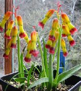 žltý Kvetina Mys Prvosienka (Lachenalia) Izbové Rastliny fotografie