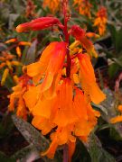オレンジ フラワー ケープ立金花 (Lachenalia) 観葉植物 フォト