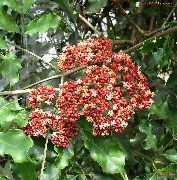 červená Květina Červená Leea, Západní Indický Cesmína, Havajský Cesmína  Pokojové rostliny fotografie