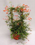 červená Kvetina Cukroví Kukurica Viniča, Žabka Rastlina (Manettia)  fotografie