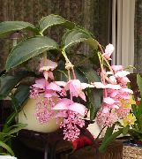 vaaleanpunainen Kukka Näyttävä Melastome (Medinilla) Huonekasvit kuva