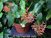 oranžový Kvetina Nápadné Melastome (Medinilla) Izbové Rastliny fotografie