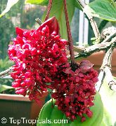 rot Blume Auffällige Melastome (Medinilla) Zimmerpflanzen foto