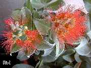 crvena Cvijet Božićno Drvce, Pohutukawa (Metrosideros) Biljka u Saksiji foto