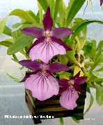 пурпурен Цвете Miltonia  Стайни растения снимка
