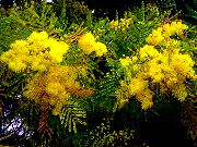 gul Blomst Akacie (Acacia) Stueplanter foto