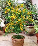 žuti Cvijet Bagrem (Acacia) Biljka u Saksiji foto