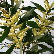 żółty Kwiat Akacja (Acacia) Rośliny domowe zdjęcie