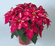 розов Цвете Коледна Звезда (Poinsettia pulcherrima) Стайни растения снимка
