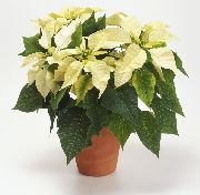 weiß Blume Weihnachtsstern (Poinsettia pulcherrima) Zimmerpflanzen foto