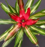 červená Květina Bromeliad (Neoregelia) Pokojové rostliny fotografie