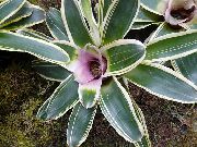 jorgovan Cvijet Bromeliad (Neoregelia) Biljka u Saksiji foto